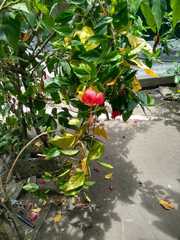 Hibiscus rosa-sinensis
