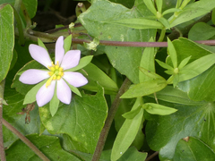 Sabatia calycina
