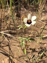 Hibiscus trionum