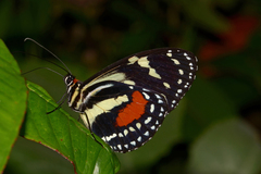 Elzunia humboldt