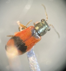 Anthocomus equestris