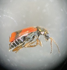 Anthocomus equestris