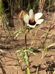 Hibiscus trionum