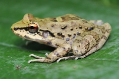 Thoropa miliaris