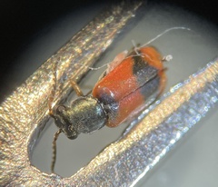 Anthocomus equestris