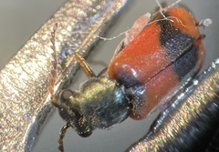 Anthocomus equestris