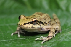 Thoropa miliaris
