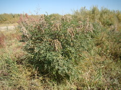 Sophora alopecuroides