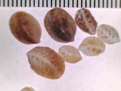 Crepidula maculosa