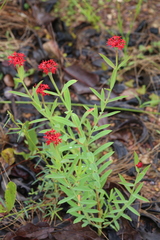 Pimelea punicea