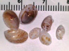 Crepidula maculosa