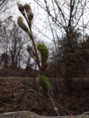 Salix cinerea