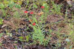 Pimelea punicea