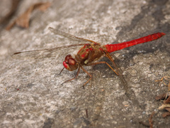 Sympetrum gilvum
