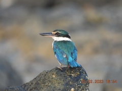 Todiramphus chloris davisoni