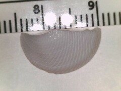 Divalinga quadrisulcata