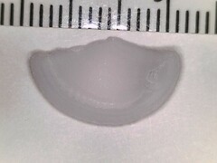 Divalinga quadrisulcata