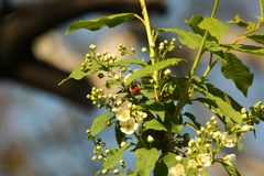 Bombus pascuorum