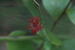 Pimelea punicea