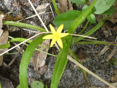 Hypoxis curtissii