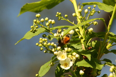Bombus pascuorum
