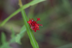 Pimelea punicea