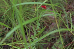 Pimelea punicea