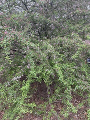 Malus angustifolia
