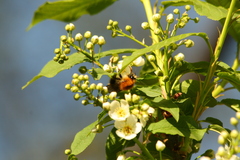 Bombus pascuorum