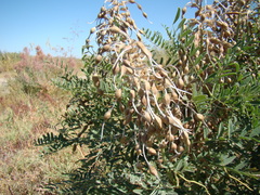 Sophora alopecuroides
