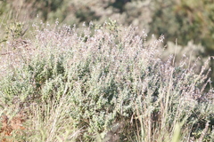 Syncolostemon