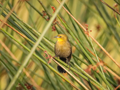 Chrysomus icterocephalus
