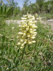 Sophora alopecuroides