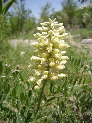 Sophora alopecuroides