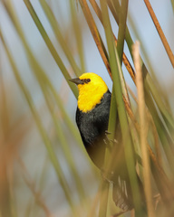 Chrysomus icterocephalus