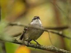 Mecocerculus leucophrys