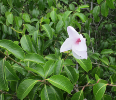 Cryptostegia