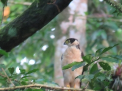 Accipiter bicolor