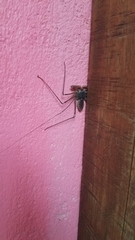 Phrynus operculatus