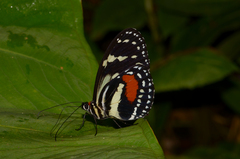 Elzunia humboldt