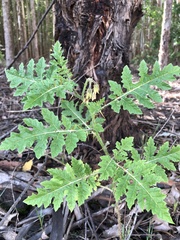 Solanum sisymbriifolium