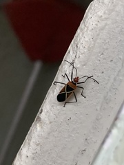 Dysdercus decussatus