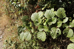Rubus wallichianus