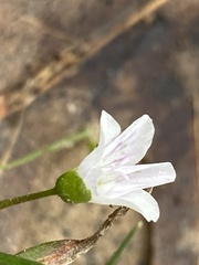 Claytonia