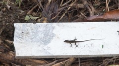 Anolis roquet