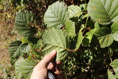 Rubus wallichianus
