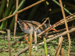 Rallus semiplumbeus