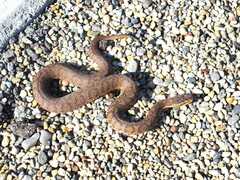 Gloydius ussuriensis