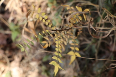 Zanthoxylum schinifolium