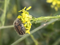 Tropinota squalida canariensis